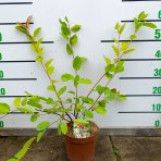 Muchovník (Amelanchier) ´PRINCESS DIANA´ - výška 50-70 cm, kont C2L